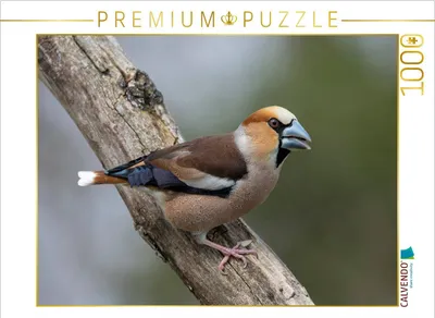 Produktbild von CALVENDO Puzzle Kernbeißer | 1000 Teile Lege-Größe 64x48cm Foto-Puzzle für glückliche Stunden