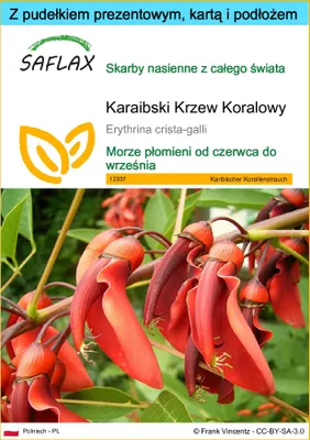 Zdjęcie produktu dla SAFLAX - Zestaw prezentowy - Karaibski Krzew Koralowy - 6 Nasiona - Z pudełkiem upominkowym, etykietą wysyłkową, kartą podarunkową i podłożem uprawowym - Erythrina crista-galli