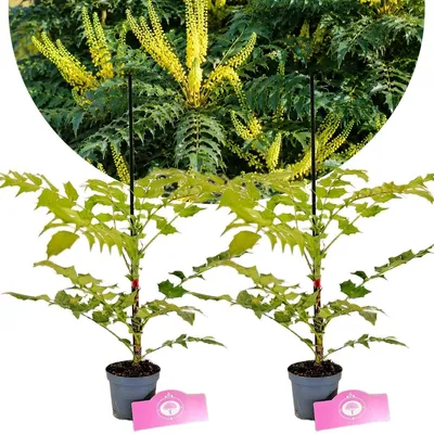 Productafbeelding van Set met 2 mahonieplanten – Mahonia media ‘Charity’ – hoogte 20–30 cm – in pot van 9 cm