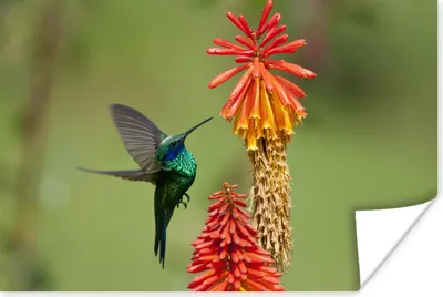 Produktbild von MuchoWow® Poster Vogel - Kolibri - Blumen 120x80 cm - Bilder