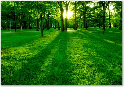 Produktbild von Tulup® Glas-Bild - 100 x 70 - Wandbild aus Glas - Wandkunst - Wandbild hinter gehärtetem Sicherheitsglas - Landschaften - Gras im Park - Grün