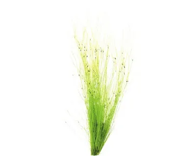 Produktbild von Regenschirmsimse - Eleocharis vivipara im Topf