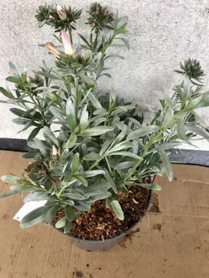Image de Convolvulus cneorum - Arbuste à fleurs en conteneur 25-30 cm