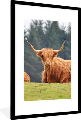 Produktbild von MuchoWow® Gerahmtes Poster Schottische Highlander - Gras - Wald 60x90 cm - Poster mit Schwarzem Bilderrahmen Wandposter Rahmen Foto Bilder - Dekoration - Wandposter Wohnzimmer - Hochwertig