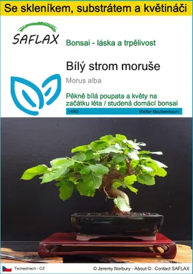 Obrázek produktu pro SAFLAX Kultivační sada - Bílý strom moruše - Morus alba - 200 Semena - S mini skleníkem, pěstebním substrátem a 2 květináči
