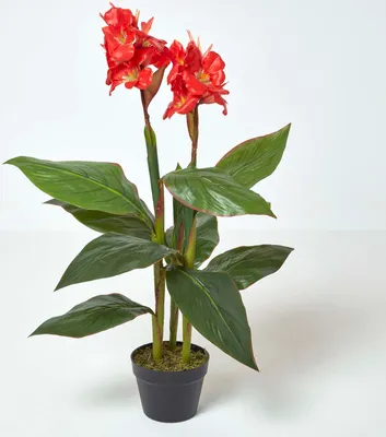 Produktbild von HOMESCAPES Blumenrohr Kunstpflanze im Topf - Rot - 90 cm