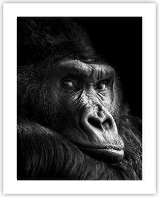 Produktbild von Poster - Poster ohne Rahmen - Affe Gorilla Porträt - 40x50 cm - Wand Bild - Wanddeko - Wandbilder - Kunstposter - Wandposter - Bilder - Kunstdruck - Wanddekoration - Wandbild - P2XPA40x50-5007