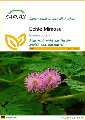Produktbild von SAFLAX - Echte Mimose - 70 Samen - Mimosa pudica