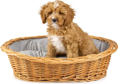 Produktbild von JIPRO® Katzenkorb, Hundebett aus Weide mit grau-weißem Kissen Dant VI. - B 65 x T 46 x H 21(cm)