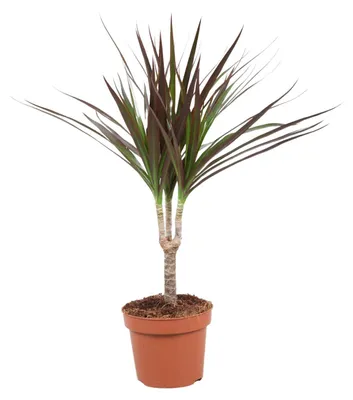 Produktbild von Dracaena Magenta - 40-50cm - Ø12cm - Zimmerpflanze - Immergrün