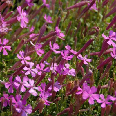 Productafbeelding van 6 x Leimkraut - Silene schafta 'Splendens' | Pot van 9x9 cm