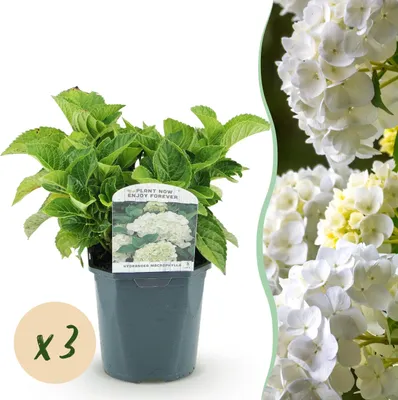 Produktbild von Hortensie - Hydrangea macrophylla Weiß - Blüte Weiß - 3 Pflanzen - 1 m2 - Laubabwerfend - Wenig Pflege - 30cm - Ø18cm - Gartenpflanze