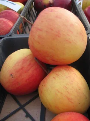 Produktbild von Herbstapfel Pinova - Malus domestica