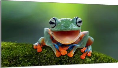 Produktbild von Herdabdeckplatte 90x52 Glaskeramikkochfeld Abdeckung Spritzschutz Glasplatte Deko Schneidebrett, Frosch Grün