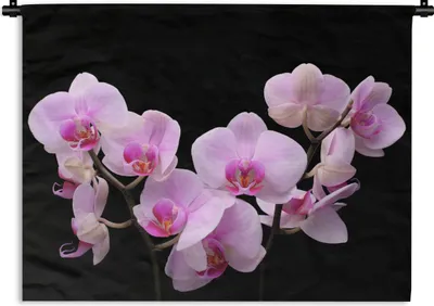 Produktbild von MuchoWow® Wandteppich Wandbehang Orchidee - Blumen - Rosa - Flora 120x90 cm Tapisserie Dekoration Wandtuch - Wohnen - Aufhänger für die Wand