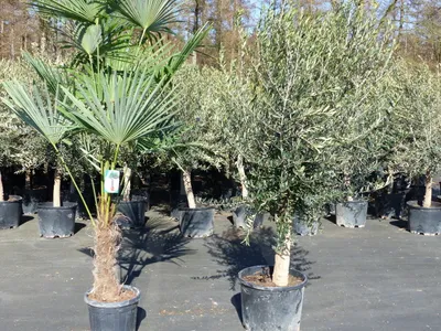 Produktbild von Olivenbaum 20J 180 - 220 cm St.20-30  + 20L Palme St.40 - 60 cm im Set, beste Qualität, winterhart, Trachycarpus Olive