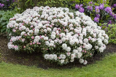 Produktbild von Rhododendron yakushimanum 'Dreamland', rosa Blüten, 40–50 cm