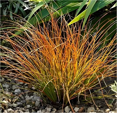 Produktbild von Stauden Gänge 10 x Carex testacea 'Prairie Fire' im 1 Liter Topf - Orangerote Neuseeland Segge - Feurige Farben für lebendige Beete