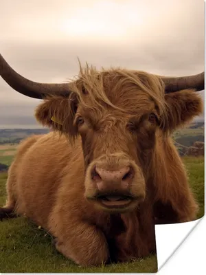 Produktbild von MuchoWow® Poster Schottischer Highlander - Tiere - Berg 90x120 cm - Wohnzimmer