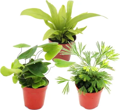 Zdjęcie produktu dla Mini trio paproci - zestaw z 3 róznymi mini paprociami - Asplenium - Actiniopteris - Hemionitis