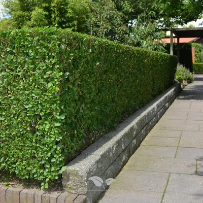 Produktbild von Wintergrüner Liguster Atrovirens 150-175 cm, 10x Heckenpflanze