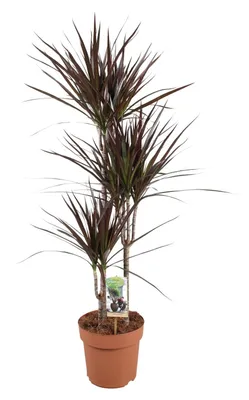 Produktbild von Dracaena Magenta - 110-120cm - Ø21cm - Zimmerpflanze - Immergrün