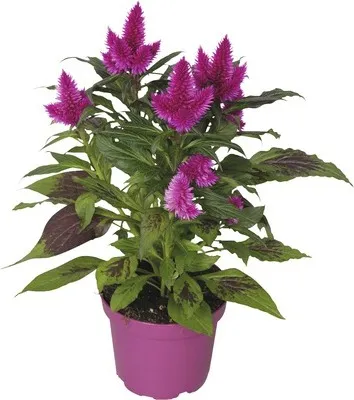 Obrázek produktu pro Nevadlec hřebenitý Celosia argentea květináč Ø 16 cm