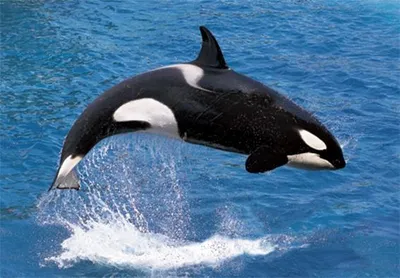 Produktbild von 3 D Ansichtskarte Schwertwal, Postkarte Wackelkarte Hologrammkarte Tier Fisch Wassertier Orca Wal