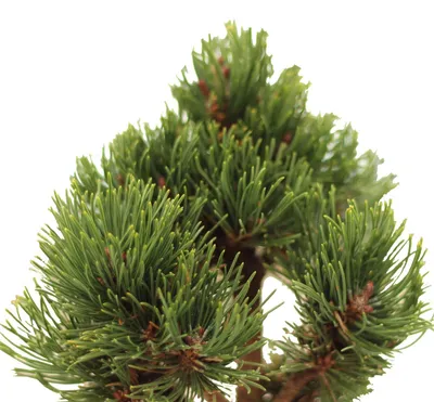 Produktbild von Bergkiefer Pinus Mugo Picobello kompakt wachsende Kiefer 30 - 40 cm