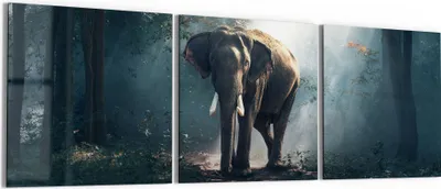 Produktbild von DEQORI Glasbild Echtglas 3x50x50 cm 'Elefant im Wald' Wandbilder XXL groß