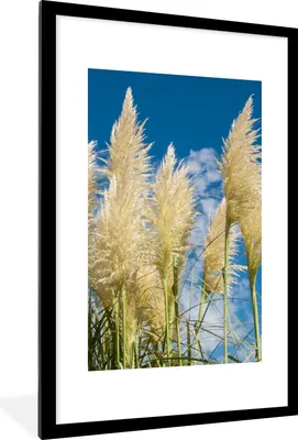 Produktbild von MuchoWow® Gerahmtes Poster Pampasgras - Pflanze - Natur 60x90 cm - Poster mit Schwarzem Bilderrahmen Wandposter Rahmen Foto Bilder - Dekoration - Wandposter Wohnzimmer - Hochwertig