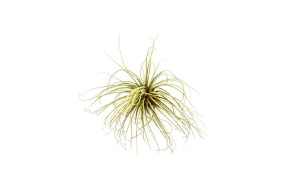 Obrázok produktu pre Gardnerova Tillandsia magnusiana