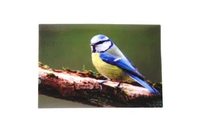 Produktbild von 3 D Ansichtskarte Blaumeise, Postkarte Wackelkarte Hologrammkarte Tiere Tier Vogel Gartenvogel