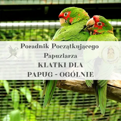 Zdjęcie produktu dla Poradnik ParrotPlanet - Poradnik Początkującego  Papuziarza - KLATKI dla papug - Informacje ogólne