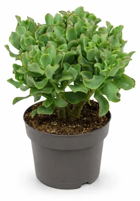 Produktbild von Crassula aborescens - Geldbaum - Rarität - 17cm Topf - 30cm hoch