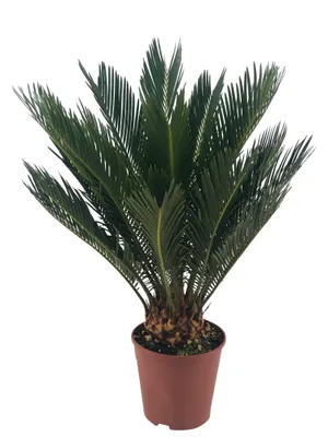 Produktbild von Tropischer Palmfarn XXL 60cm hoch 14cm Topf für In- & Outdoor