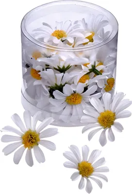 Produktbild von KNORR prandell 216529864 Margeritenblüten 4cm weiß 25er