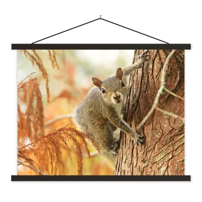 Produktbild von MuchoWow® Textilposter Eichhörnchen - Baum - Herbst 120x90 cm mit schwarzem Rahmen - Aufhänger für Poster