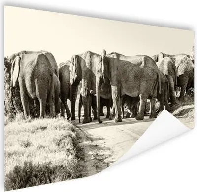 Produktbild von MuchoWow® Poster Afrikanische Elefanten Sepia-Fotodruck 120x60 cm - Bild