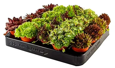 Produktbild von 20er Set 'Sempervivum' Sukkulenten - Winterharte Hauswurz Pflanzenmix - Mehrjähriges Bodendecker Sortiment - Kübelpflanzen für den Steingarten