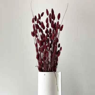 Imagen del producto de fácil cuidado decorativa interior oficina set Sonstige Wasserspielzeuge planta