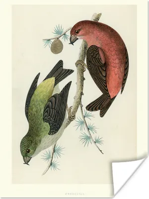 Produktbild von MuchoWow® Poster Antiker Vogeldruck Singvögel 90x120 cm - Wohnzimmer