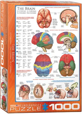 Produktbild von Das Gehirn Funktion, Anatomie und Chirurgie - 1000 Teile Puzzle - Format 68x48cm