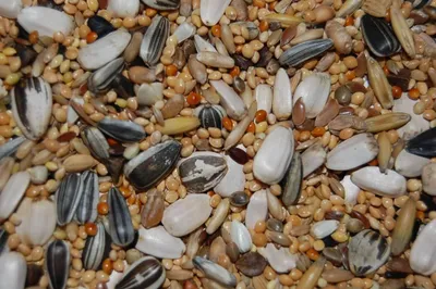 Productafbeelding van Hadivo Grote parkieten / agaporniden zaad 20KG