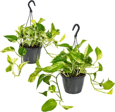 Produktbild von 2er-Set - Scindapsus Marble Queen - Efeutute - Hängepflanze - Zimmerpflanzen - Luftreinigend - Pflegeleicht - 20-30 cm Hoch - Topf 15 cm