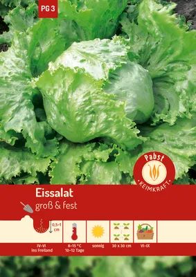 Artikelbild 1 von 'Eissalat Lakes' aus der Kategorie Eissalatsamen