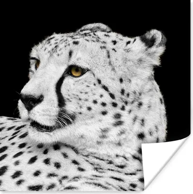 Produktbild von MuchoWow® Poster Leopard - Weiß - Schwarz 100x100 cm - Babyzimmer