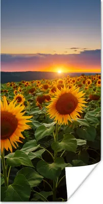 Produktbild von MuchoWow® Poster Blumen - Nacht - Sonnenuntergang - Sonnenblume - Horizont 80x160 cm - Kinderzimmer