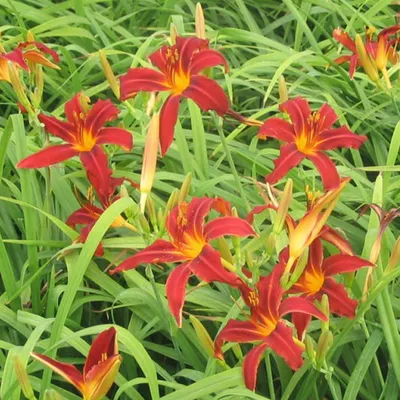 Obrázek produktu pro 6 x denivka - Hemerocallis 'Crimson Pirate' | Květináč 9 cm x 9 cm