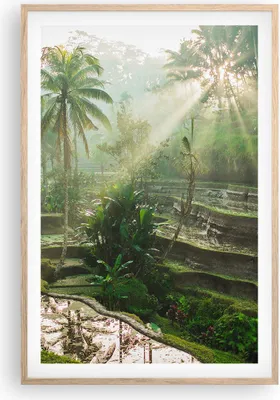 Produktbild von Gerahmtes Poster - Rahmen in heller Eiche - Terrassen Reis Palmen - 61x91,5 cm - Wand Bild - Wanddeko - Wandbilder - Kunstposter - Wandposter - Bilderrahmen - Bilder - Kunstdruck - P2NPA61x91-4665